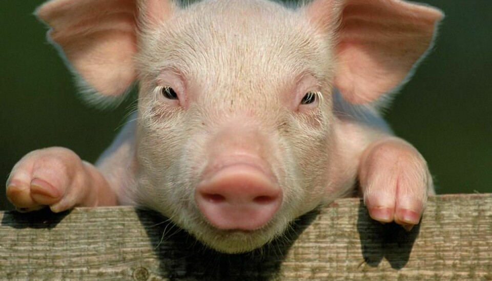 Hos 166 svinebønder render svinene ikke nødvendigvis rundt med krølle på halen. Foto: Colourbox