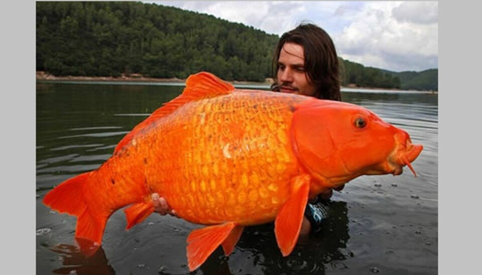 Ekstremt galleri: De største bryster, guldfisk, hånd og mere! Verdens største guldfisk, en orange koi karpe, vejer næsten 14 kg. Foto: Oddee.
