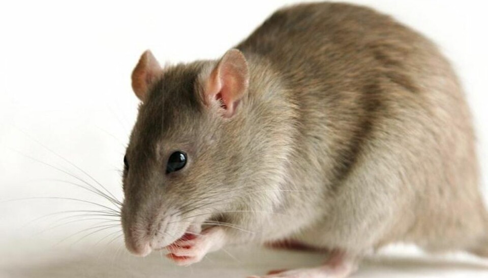 Lunt vejr har givet rotteinvasion Foto: Dreamstime