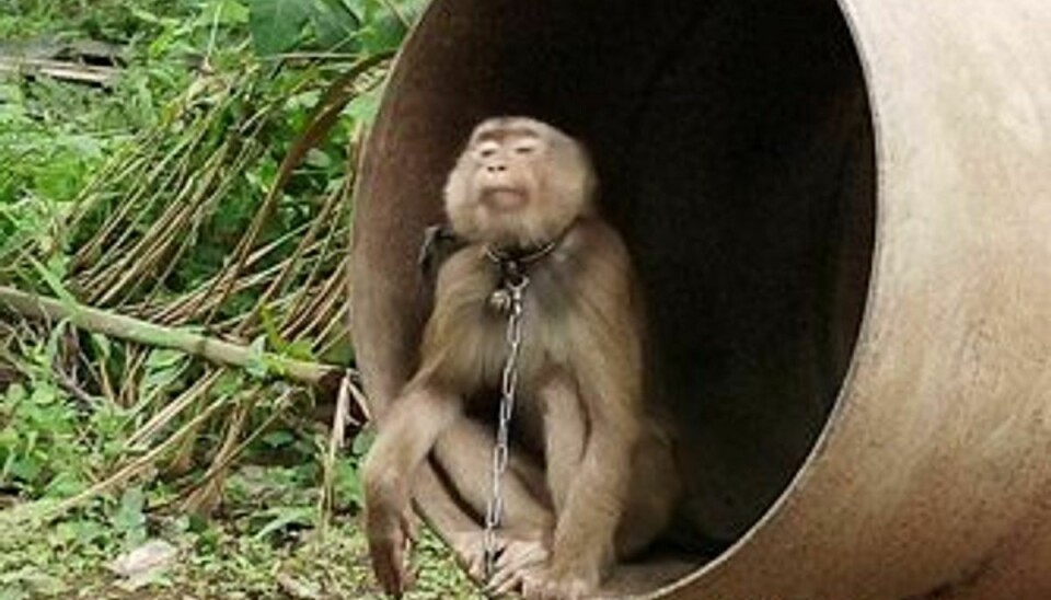 Aber i Thailand holdes under slavelignende tilstande. Foto: PETA ASIA.