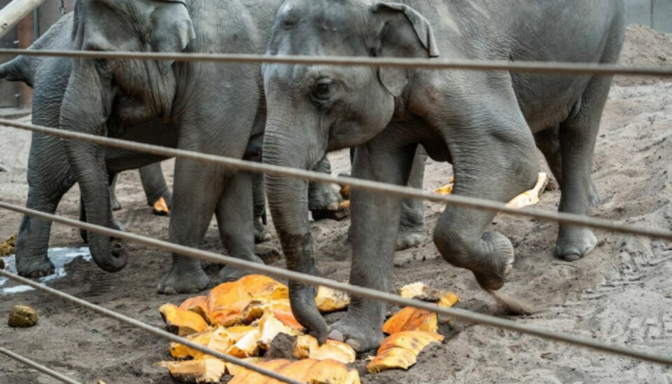 Fra fredag er det slut med at tage et smut i Zoologisk Have i København. På grund af nye coronarestriktioner skal der lukkes. (Arkivfoto) Foto: Emil Helms/Scanpix