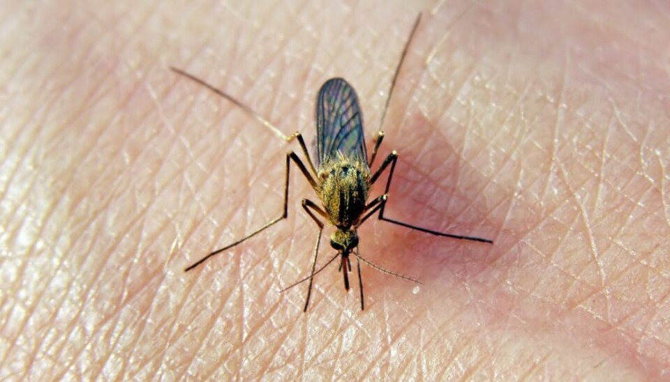 Europæiske lande bør begynde at forberede sig på at beskytte deres befolkninger mod zikavirusset, mener WHO Foto: Scanpix.