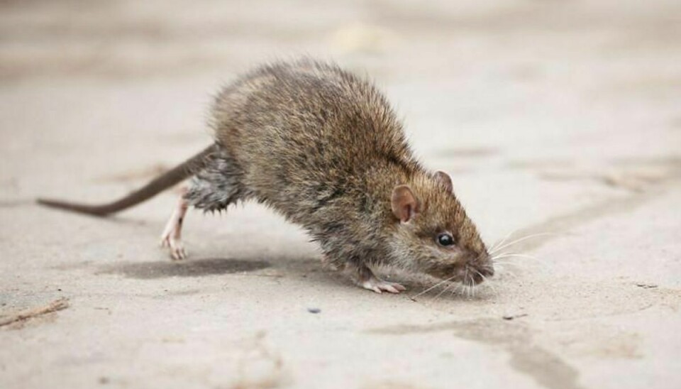 Fødevarestyrelsen fandt tydelige spor efter rotter hos Voga ApS i Kolding. Foto: Iris/Scanpix (Modelfoto)
