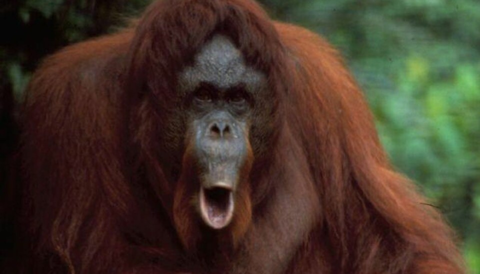 Dom: Orangutang i zoo har krav på frihed Newspaq