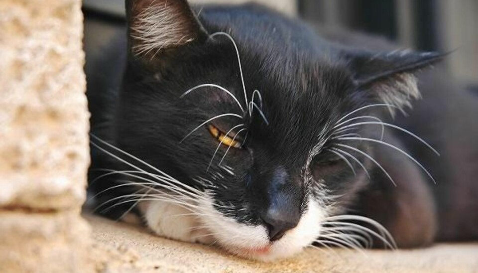 Flere katte døde af ulovlig sneglegift Ulovlig sneglegift har kostet flere katte livet. Arkivfoto: Colourbox