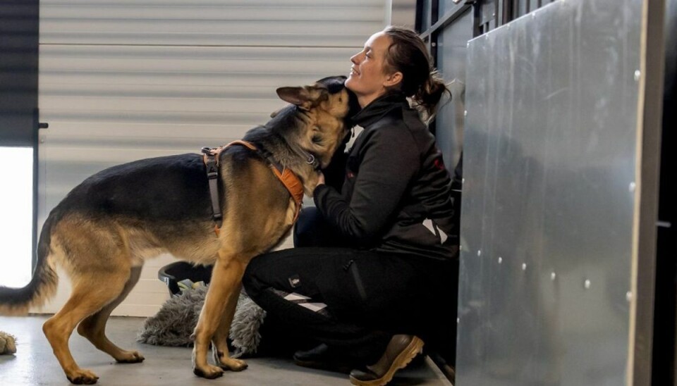 Hunde hitter i krisetid Den skønne schæfer Jack er en af de få hunde, der er tilbage i Nordjyllands Internat. Se flere billeder i artiklen. Foto: Rene Schütze
