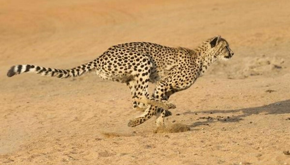 Geparden løber stærkt – men ikke helt så stærkt, som hidtil antaget. Foto: Iris/Scanpix