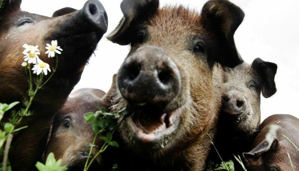 Flere og flere køber økologiske fødevarer, som for eksempel kød fra disse økologiske grise på Fyn. Arkivfoto: Mads Nissen/Scanpix
