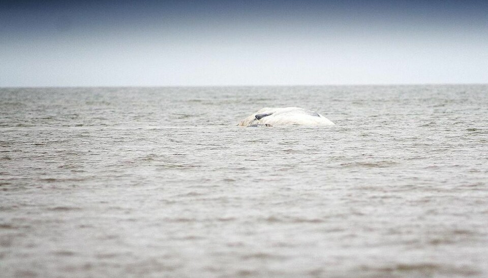 Se billederne: 12 meter lang kaskelothval strandet Foto: Scanpix.