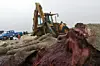 Den strandede kaskelothvalen ved Fanø skæres op fredag d. 13 februar 2015. (Foto: Niels Husted/Scanpix 2015)