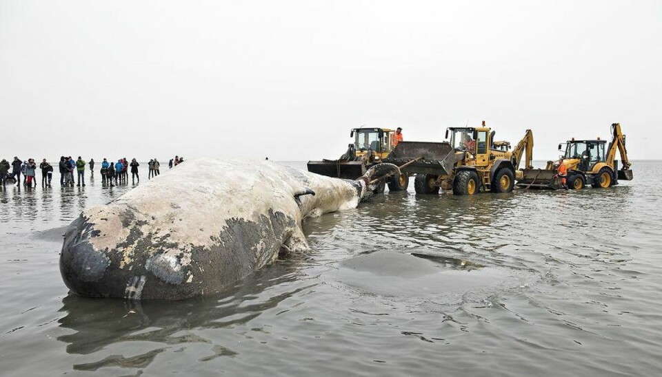 Se billederne: Strandet hval på Fanø skaber trafikkaos Foto: Claus Fisker/Scanpix.