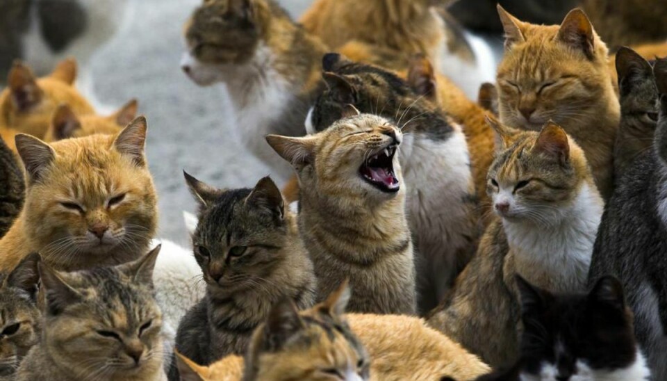 Kattene samler sig ved havnen, hvor turister også kommer ind. Foto: Thomas Peter/Scanpix