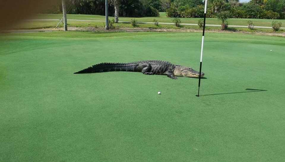 Pas på hul syv – alligator på banen Her er alligatoren på vej over greenen ved hul syv. Foto: Dick Huber/Facebook