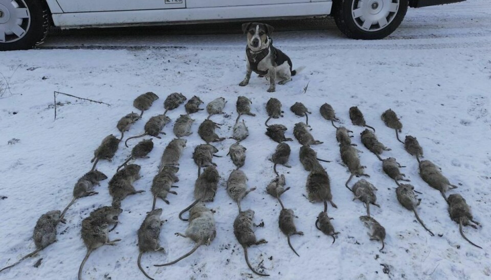 Amigo og hans imponerende rottefangst. Foto: Frederikssund Kommune