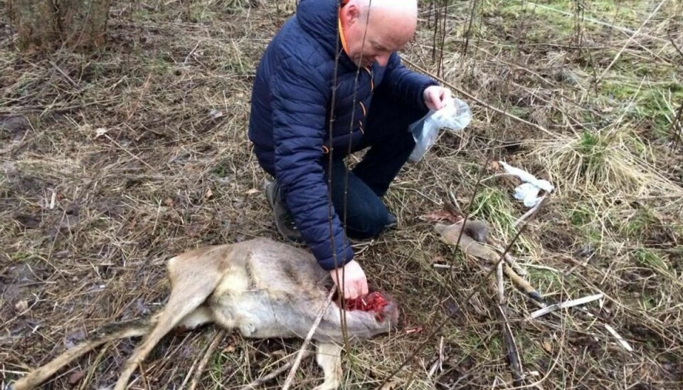 Siden midten af februar er tre rådyr fundet nedlagt i den bynære Kolding Skov. De er blevet dræbt af en ulv. Her ses Kolding Kommunes naturfagskonsulent Jørn Chemnitz ved det først fundne rådyr.