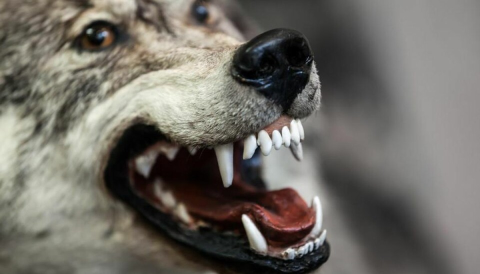 Ulven åd det halve af hunden. Ulven åd det halve af hunden.