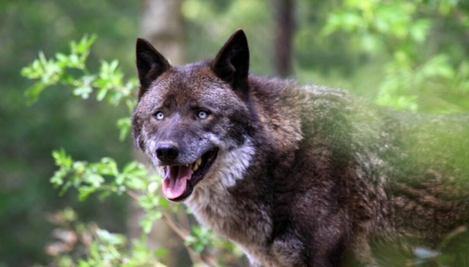 Ekspert: Ingen grund til at frygte byulven Foto: Colourbox.com (Modelfoto)