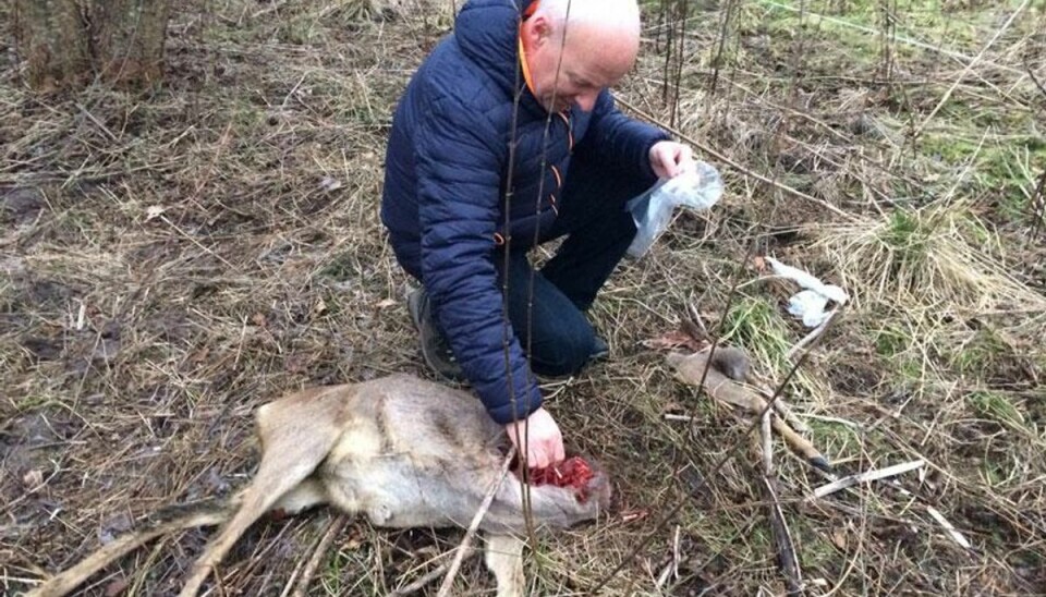 Børn forskrækket: Så ulv tæt på børnehave Her ses det seneste rådyr, der blev fundet død. Foto: Jørn Chemnitz.