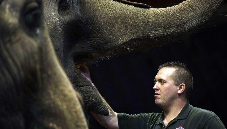 Dyrenes beskyttelse: Vilde dyr skal ud af cirkus Står det til Dyrenes Beskyttelse, så skal man ikke længere kunne opleve vilde dyr i cirkus i Danmark. Foto: Scanpix.