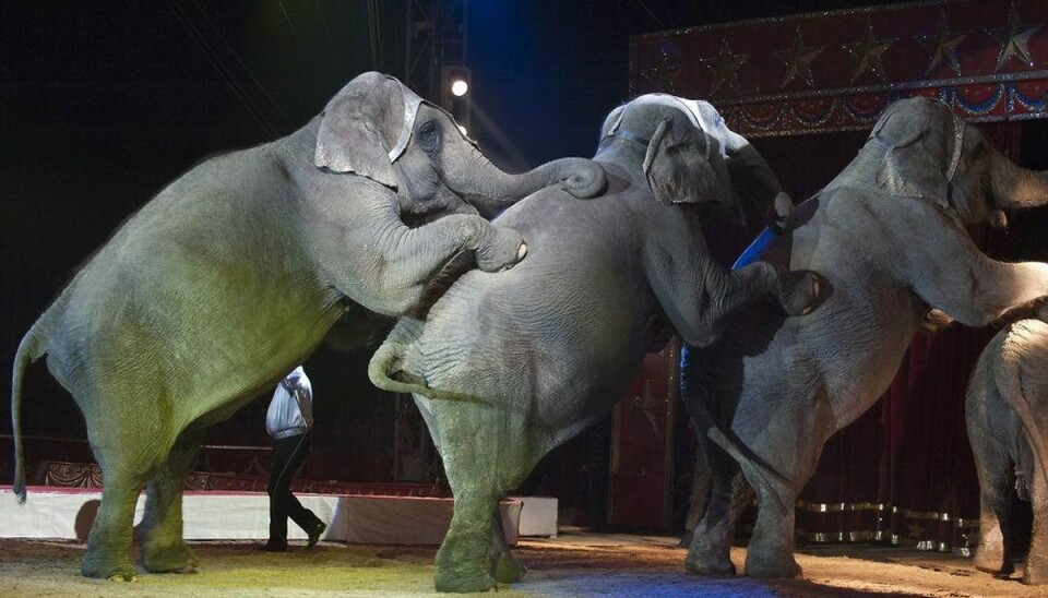 Dyrenes Beskyttelse: Vilde dyr i cirkus skal forbydes Foto: Andrea Izzotti/Scanpix.
