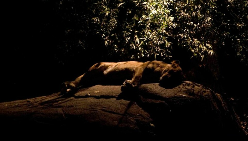 Løve i mørket. Foto: Odense Zoo