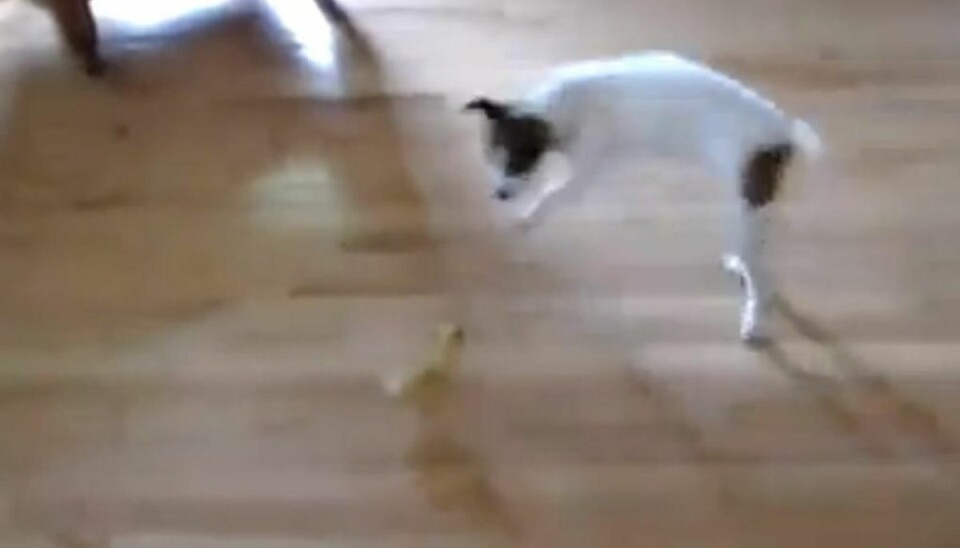 Populær video: Hund bliver jagtet af ælling Stop mobning er budskabet fra Stop Dyremishandling. Foto: Facebook