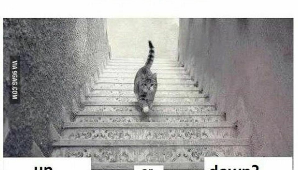 Går katten her op eller ned ad trapperne? Foto: 9gag.com