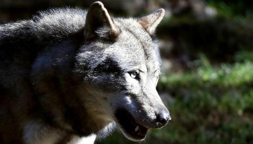 Nye dna-analyser viser, at der højst er sikre spor efter en håndfuld ulve i den danske i natur, siger forskere på Københavns Universitet. Foto: VALERY HACHE/Scanpix