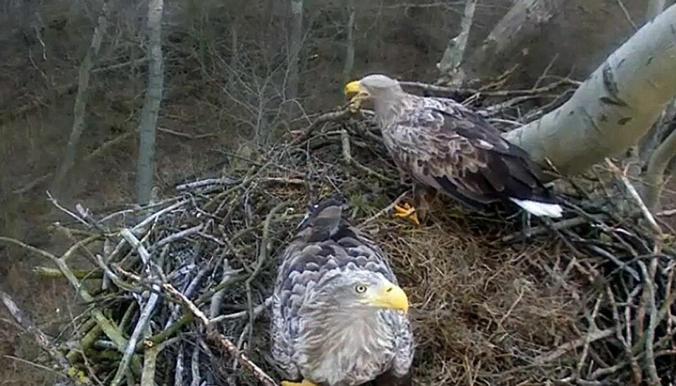 Tv-ørne svarer igen: Lægger nye æg efter tyveri Foto: Dansk Ornitologisk Forening/Scanpix.