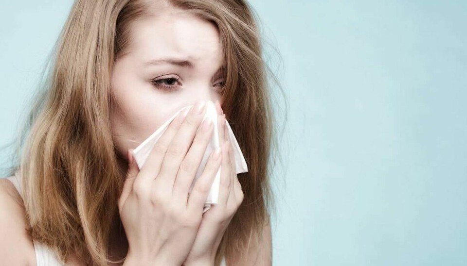 Frem med lommetørklædet: Nu starter pollensæsonen Nu starter pollen-sæsonen. Foto: Scanpix.