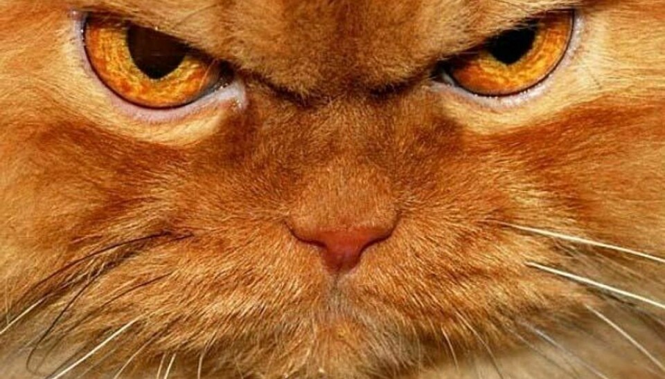 Mød Garfi – den ondeste kat på nettet. Foto: Instagram