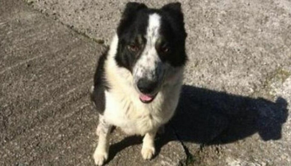 Bizar trafikmelding: Hund bag rattet Hunden Don led ikke overlast under sin traktor-tur. Foto: Traffic Scotland/Twitter