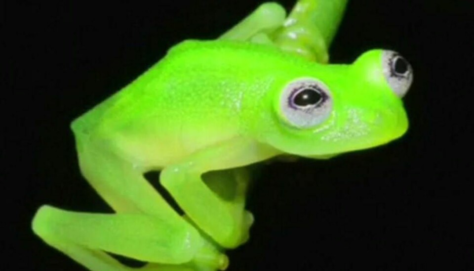 Det er ikke svært at se, hvorfor mange sammenligner denne frø med Kermit. Foto: BBC/Youtube