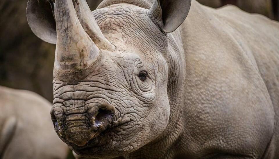 Rekordmange næsehorn dræbt i Sydafrika Foto: Scanpix.