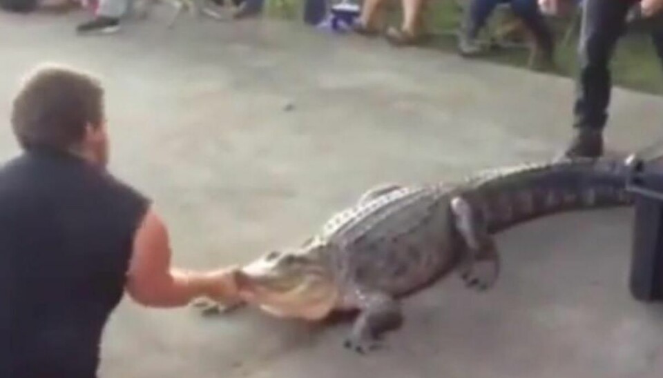 Video: Alligator angriber træner
