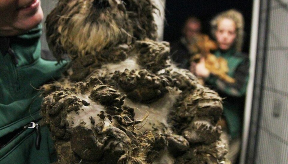 Nu sigtes ejer for vanrøgt af 90 hunde Sådan så de vanrøgtede hunde ud. Foto: Roskilde Internat.