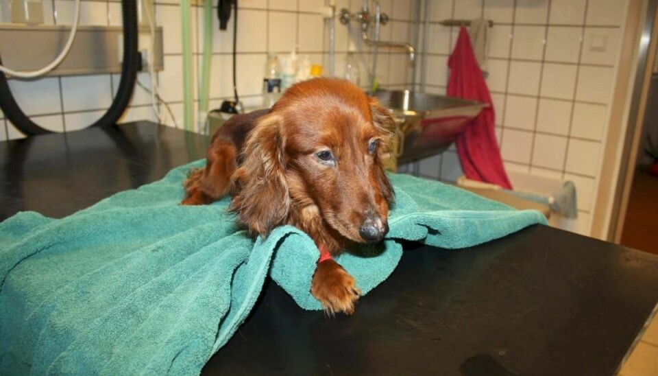 21 udsultede gravhunde fjernet fra ejendom Dior – en af de 21 gravhunde, har været indlagt siden mandag. Han er netop blevet udskrevet og sendt i familiepleje. Foto: Dyreværnet.
