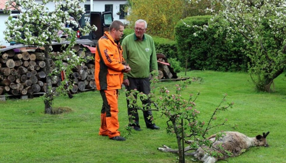 Rensdyr stak af fra zoo og blev skudt