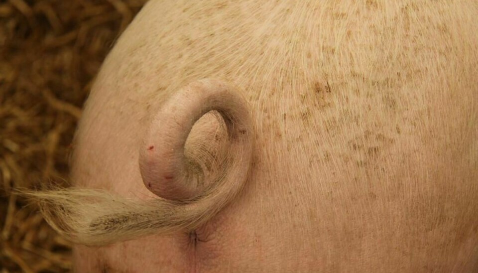 Svinekam trækkes tilbage på grund af fejl i holdbarheds-mærkningen. Foto: Iris/Scanpix