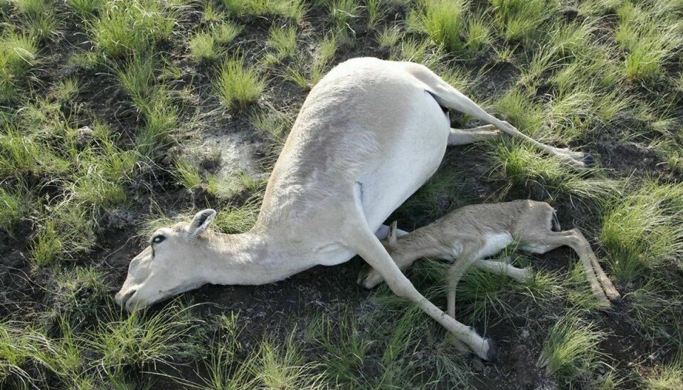 En mystisk massedød har spredt blandt Siaga-antiloper i Kasakhstan. Foto: Scanpix