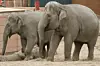 Det er blandt andet elefanterne i Zoo, der skal på slankekur. Foto: Københavns Zoo.