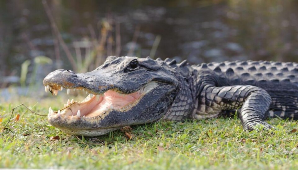 Far og bedstefar redder 13-årig fra alligator Både far og bedstefar måtte hjælpe til, før alligatoren gav slip på 13-årige Kaleb. Foto: Iris/Scanpix (Modelfoto)