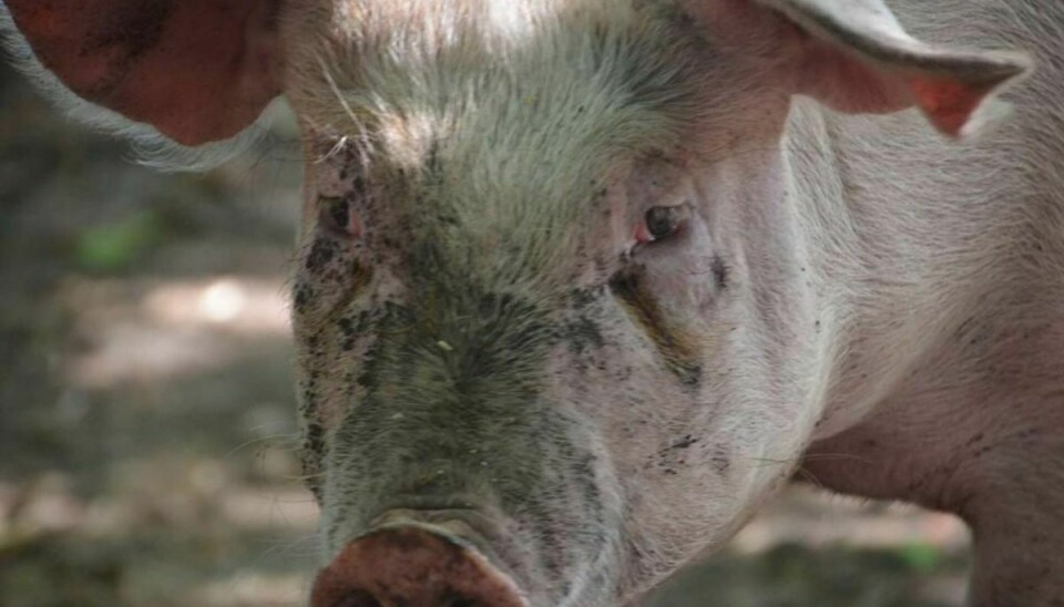 Det er ikke mindst de faldende svinepriser, der er med til at presse landmændene. Foto: Colourbox.