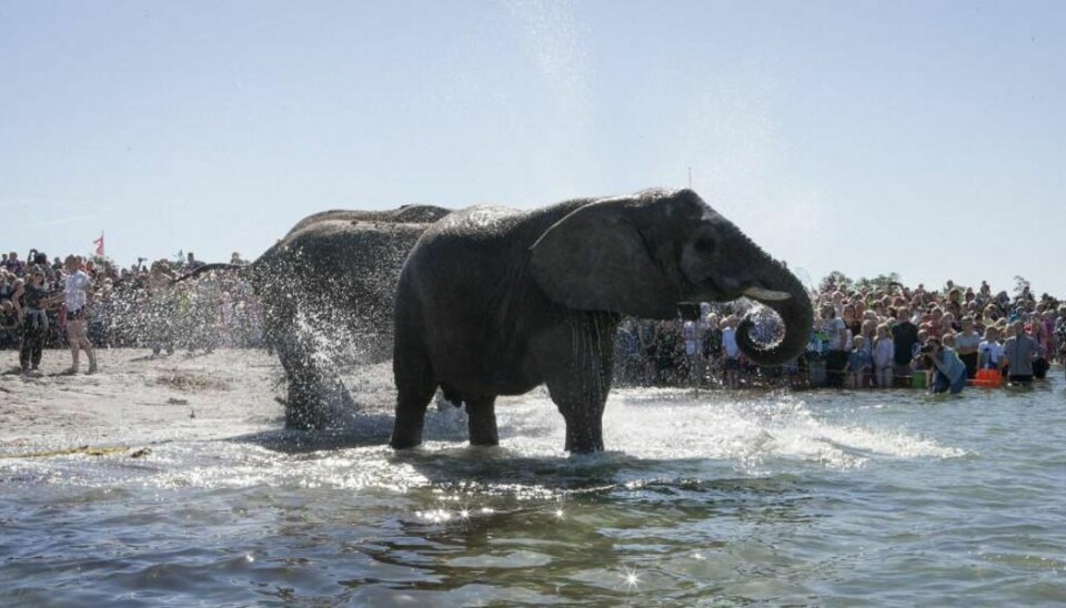 Ved det årlige bad blev elefanterne fra Cirkus Arena voldsomt stressede. Foto: Finn John Carlsson/Scanpix