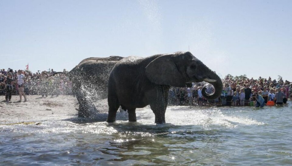 Elefant gik amok: Cirkus står overfor shitstorm Ved det årlige bad blev elefanterne fra Cirkus Arena voldsomt stressede. Foto: Finn John Carlsson/Scanpix