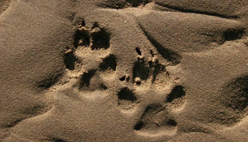 Potespor tyder på ulveunger i Jylland. Foto: Iris/Scanpix (Modelfoto)
