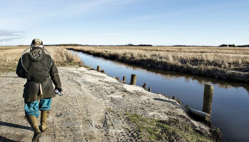 Grundvandet er tæt på overfladen – fremover stiger det endnu mere (Foto: Henning Bagger/Scanpix)