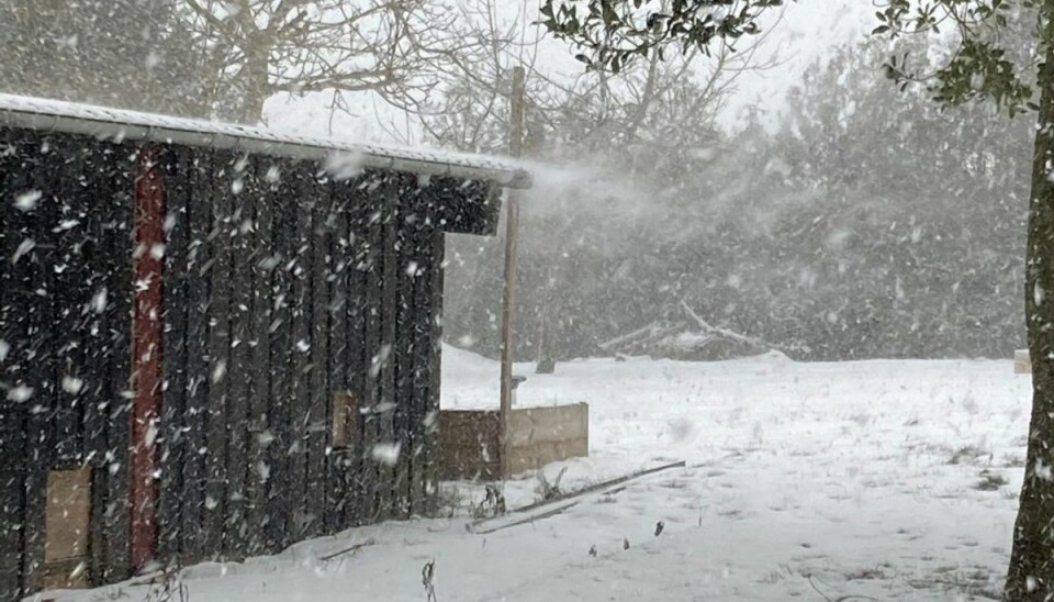 Sne i Nyborg. Foto: Louise Pedersen.