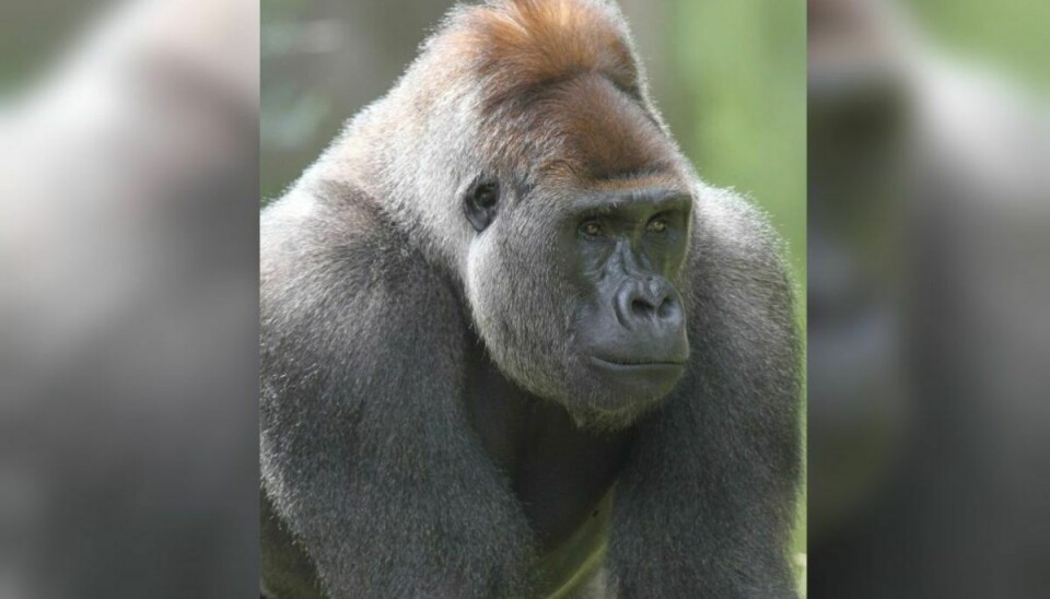 Her ses lederen af gorillaflokken, hangorillaen Kipenzi. Foto: Givskud Zoo.