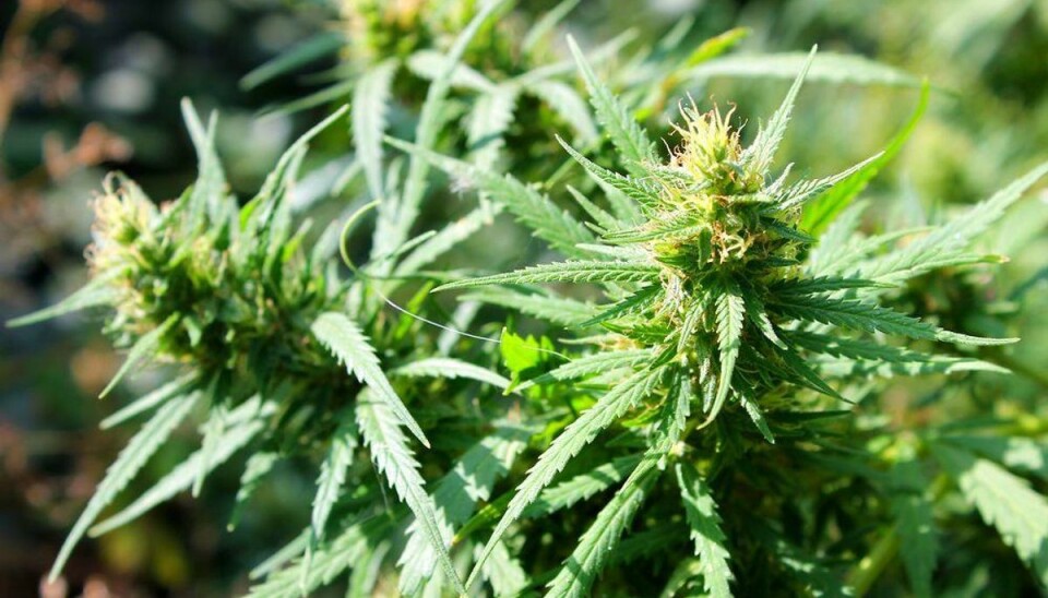 Cannabis-patienter risikerer at miste kørekort